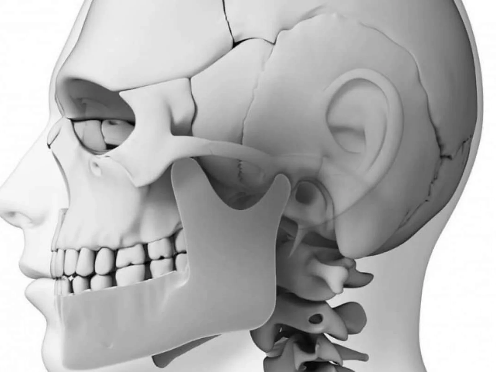 Modelo del trastorno temporomandibular (ATM)